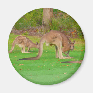 kangaroo fam magnet