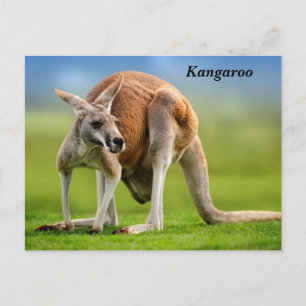 Kangaroo Holiday Postcard