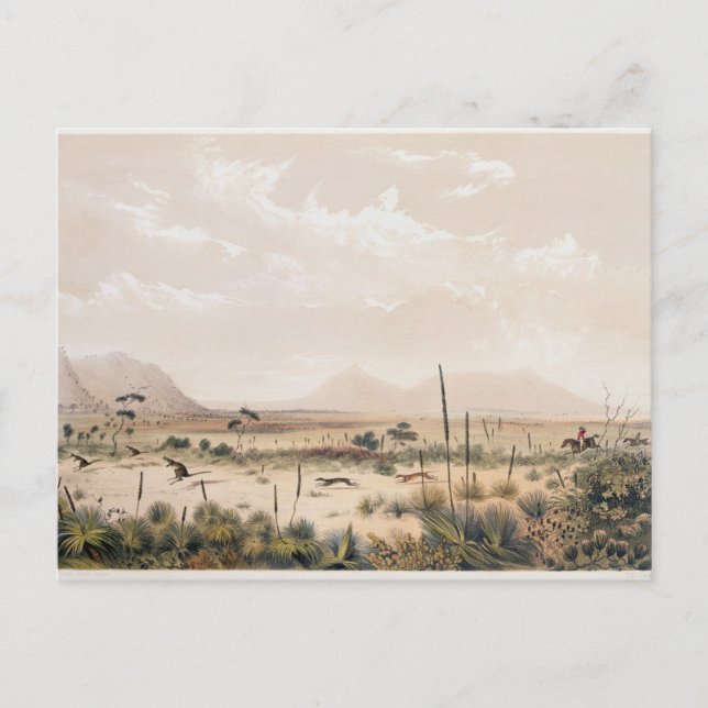 Kangaroo Hunt Postcard (Front)