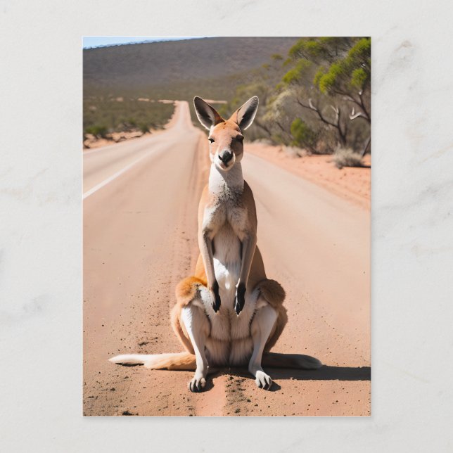 Kangaroo in the Outback Postcard (Front)