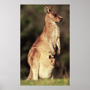 Kangaroo & Joey Poster
