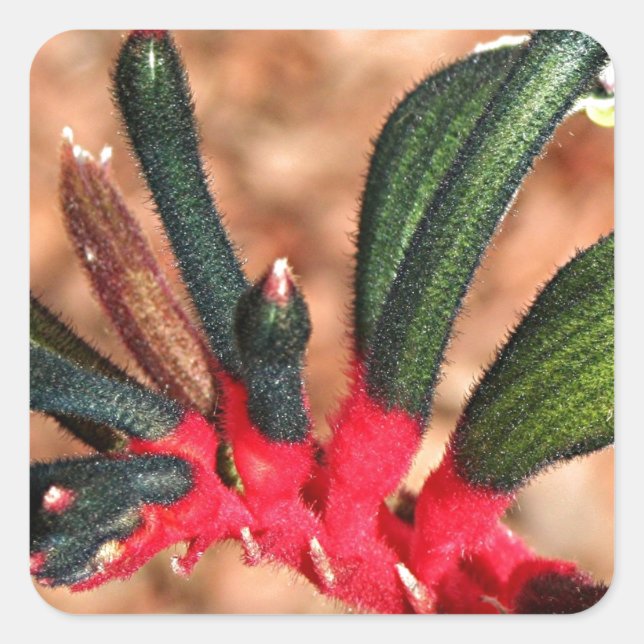 Kangaroo paw Australian flower in bloom Square Sticker (Front)