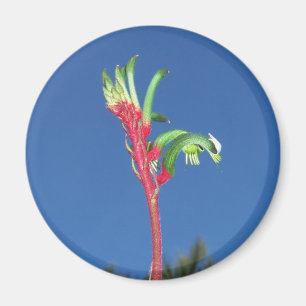 KANGAROO PAW PLANT MAGNET