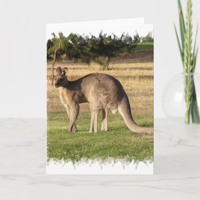 Kangaroo Picture Greeting Card (Front)