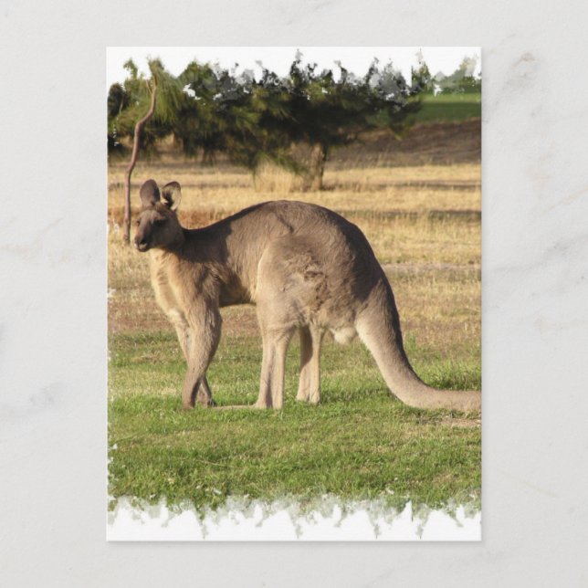Kangaroo Picture Postcard (Front)