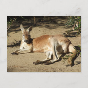 Kangaroo Postcard