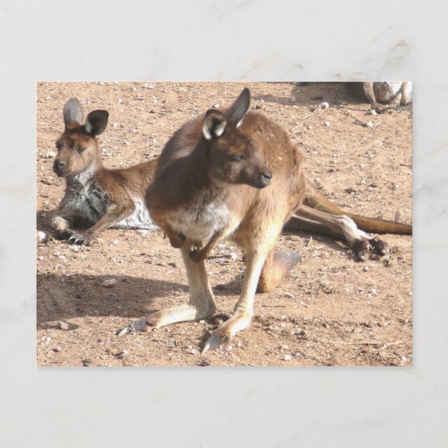 Kangaroo Postcard (Front)