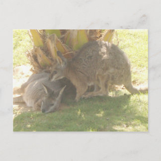 Kangaroo Postcard