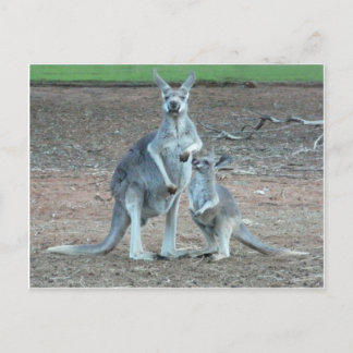 Kangaroo   Postcard