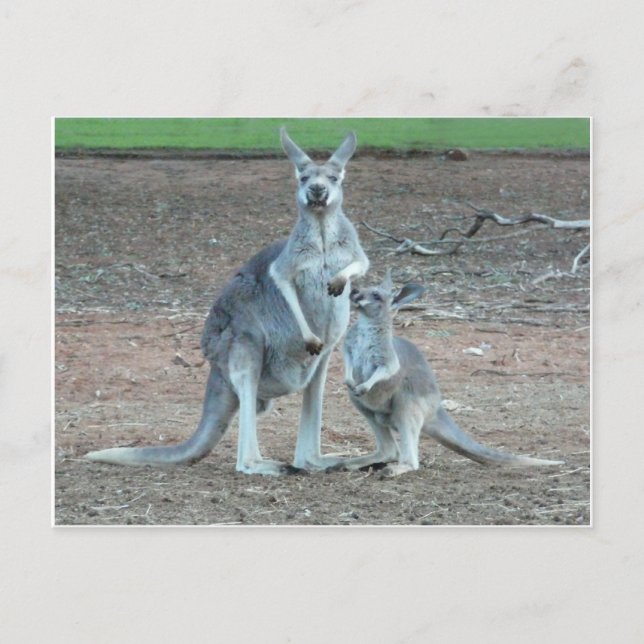 Kangaroo   Postcard (Front)