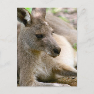 Kangaroo Postcard