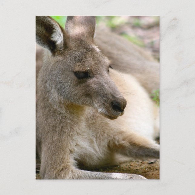 Kangaroo Postcard (Front)