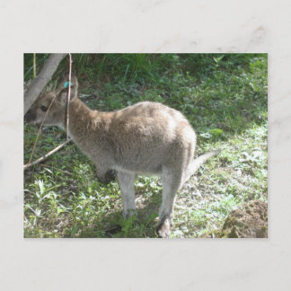 Kangaroo Postcard! Postcard
