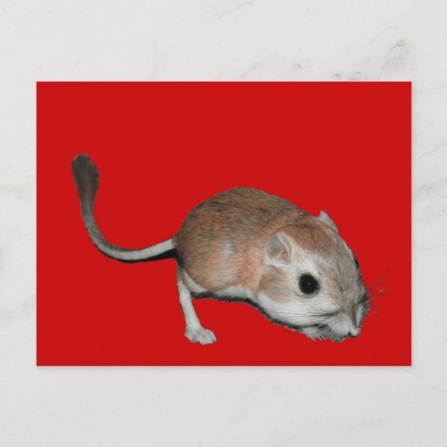 Kangaroo rat postcard (Front)