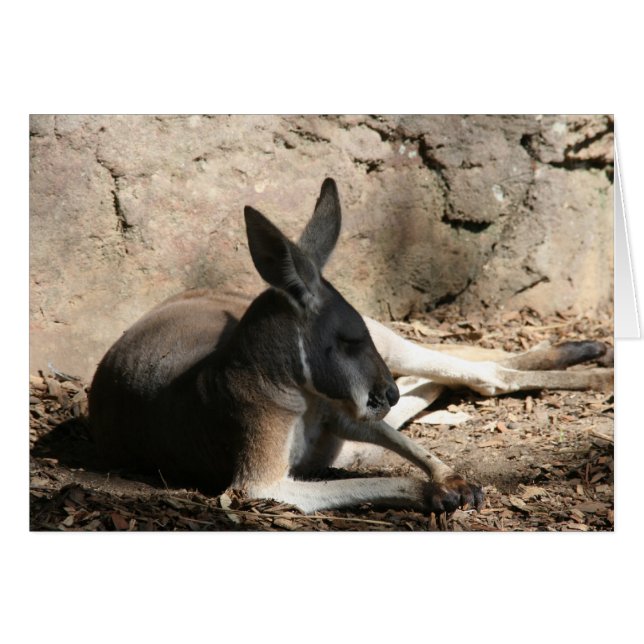kangaroo relaxed (Front Horizontal)