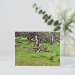 Kangaroo Siesta, Postcard