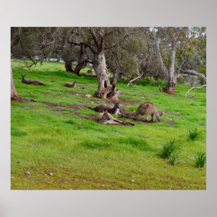 Kangaroo Siesta, Poster