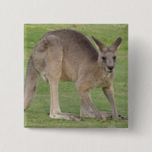 Kangaroo Square Pin
