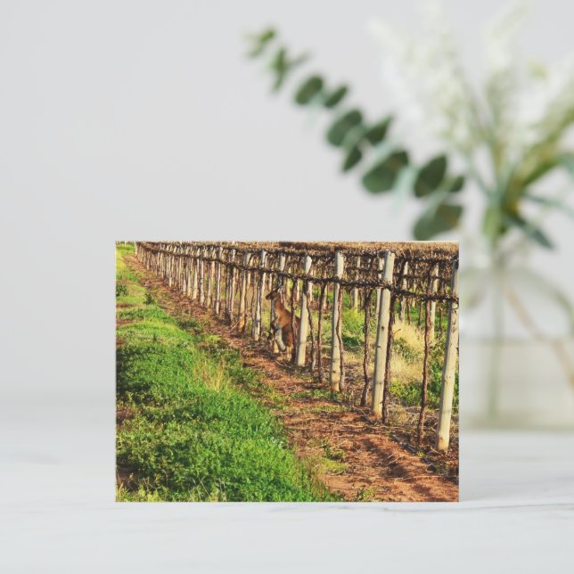 Kangaroo With Joey In Grapevines, Postcard (Standing Front)