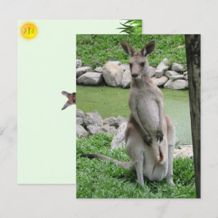 Kangaroo with Joey Postcard