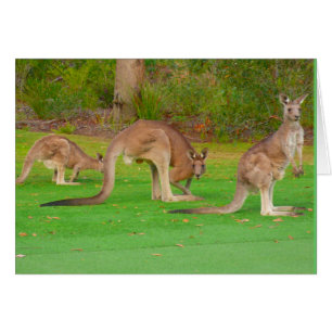 kangaroos