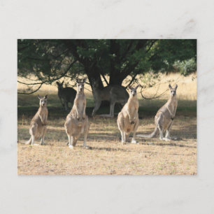 Kangaroos in a Row Postcard