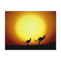 Kangaroos in the Australian Outback