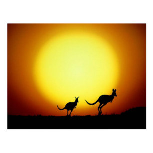 Kangaroos in the Australian Outback Postcard