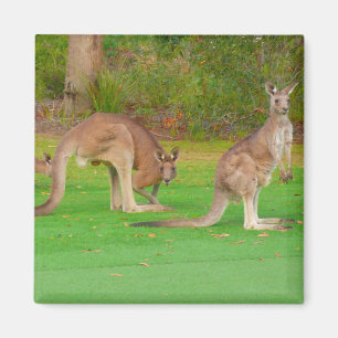 kangaroos magnet