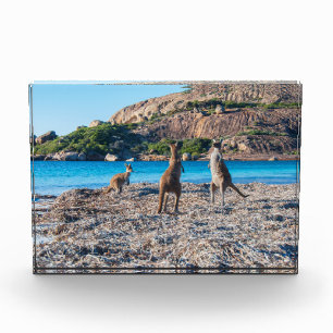 Kangaroos on the beach Lucky Bay Australia Photo Block