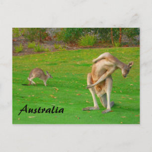kangaroos postcard