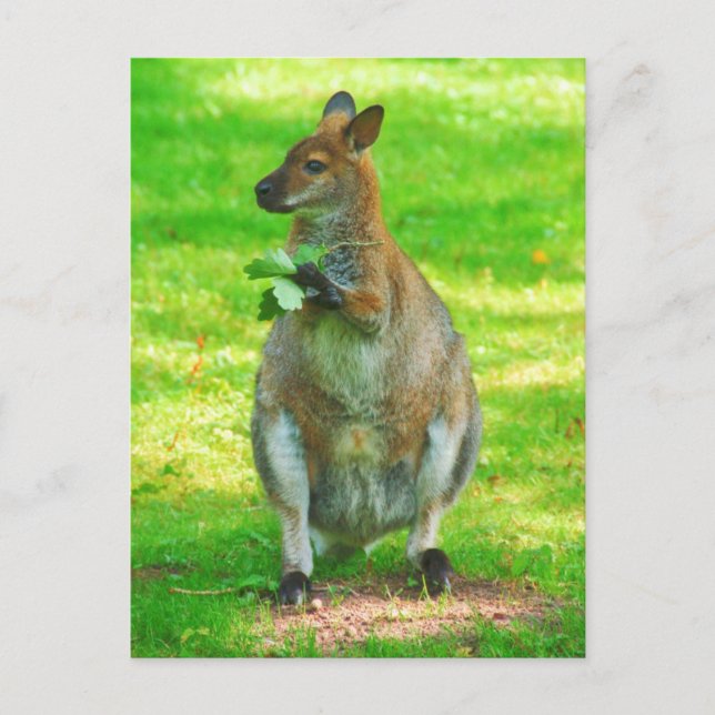 Kangaroos With Oaks Leaves postcard (Front)
