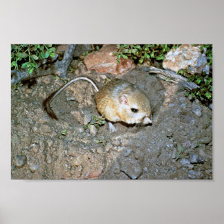 Kangeroo Rat Poster