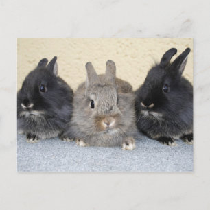 Kaninchen Postcard