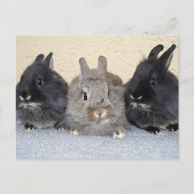 Kaninchen Postcard (Front)