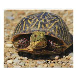 Kansas Box Shell Turtle Photo Enlargement