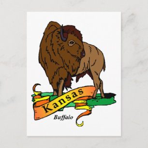 Kansas Buffalo Postcard