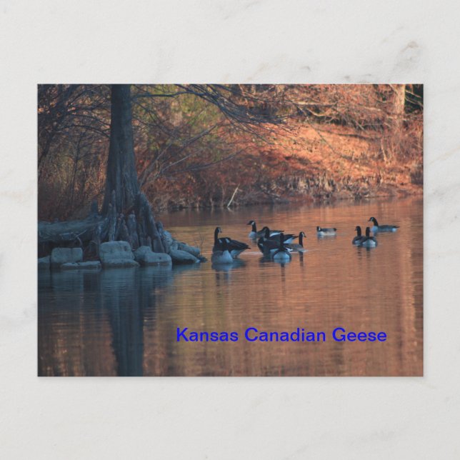 Kansas Canadian Geese Postcard (Front)