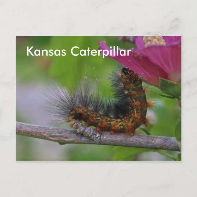 Kansas Caterpillar closeup POST CARD (Front)