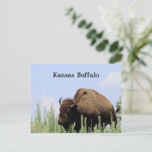 Kansas colorful Buffalo Maxwell Wildlife Refuge Postcard