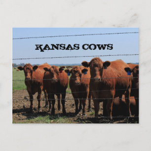 Kansas Country Cows in a Pasture Post Card. Postcard