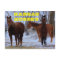 Kansas Country Horse's Post Card