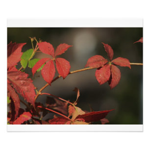 Kansas Country Red vine Photo Print