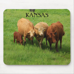 Kansas Cow's in a green pasture Mouse Pad