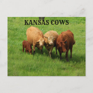 Kansas Cows out in the Country Post Card