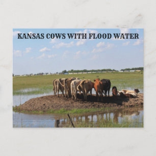 Kansas Cows with flood water Post Card