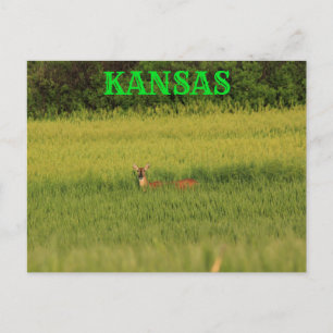 Kansas Deer in a Wheat Field Post Card. Postcard