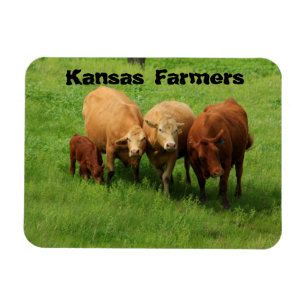 Kansas Farmers Cows Magnet