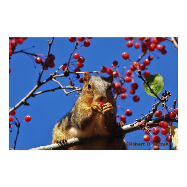 Kansas Fox Tail Squirrel  Photo Poster. (Front)
