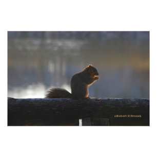 Kansas Fox Tail Squirrel Poster/Photo Enlargement Photo Print